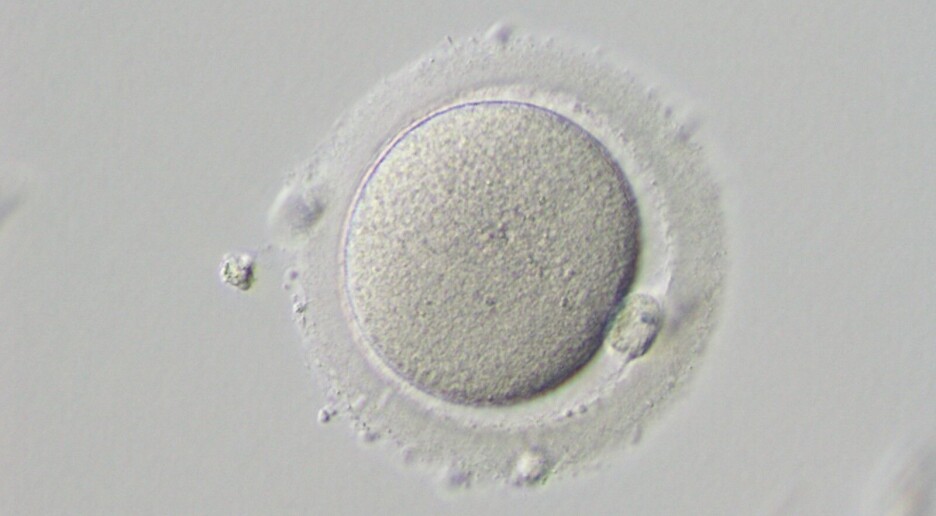 Hvorfor går mange tidlige embryoer tapt?