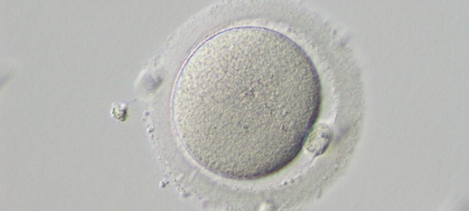 Hvorfor går mange tidlige embryoer tapt?