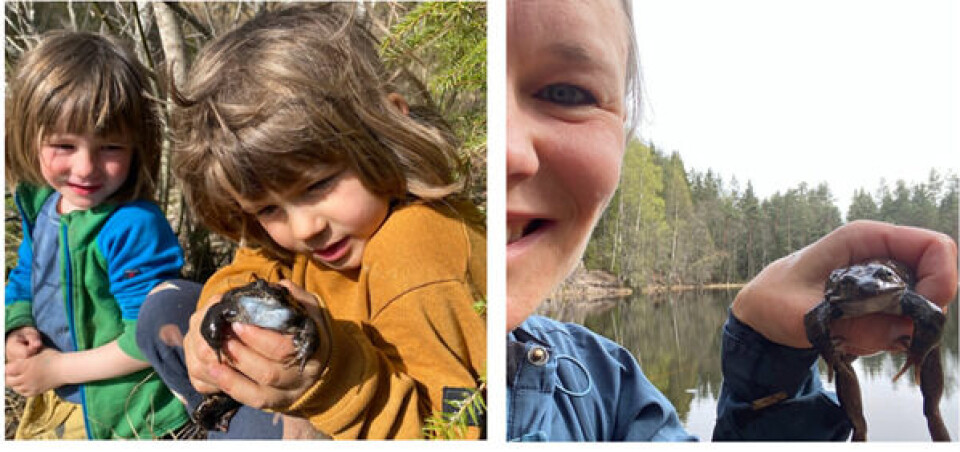 Man kan ikke ta selfies med miljø-DNA! Det ER morsommere å oppleve artene på nært hold (frosken hadde ingen kommentar).