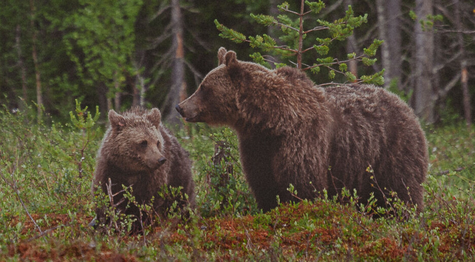 Antall bjørner i Norge fortsetter å øke