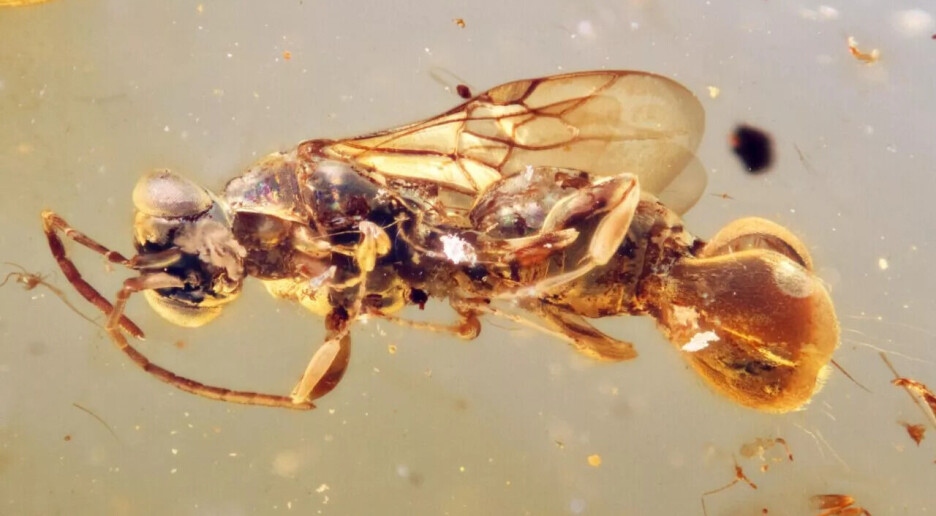 Forhistorisk veps fanget byttet sitt akkurat som kjøttetende planter: – Aldri sett noe lignende