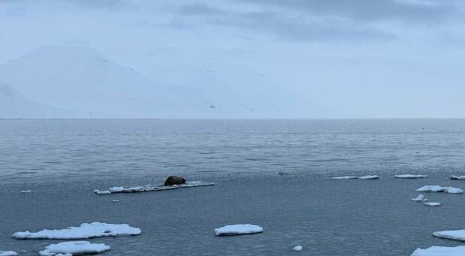 Statsmeteorolog på Svalbard: – Folk er bekymret over det de har opplevd