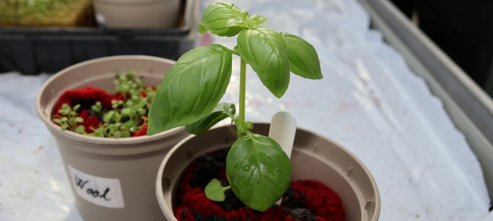 Du kan dyrke planter i de gamle ullsokkene dine
