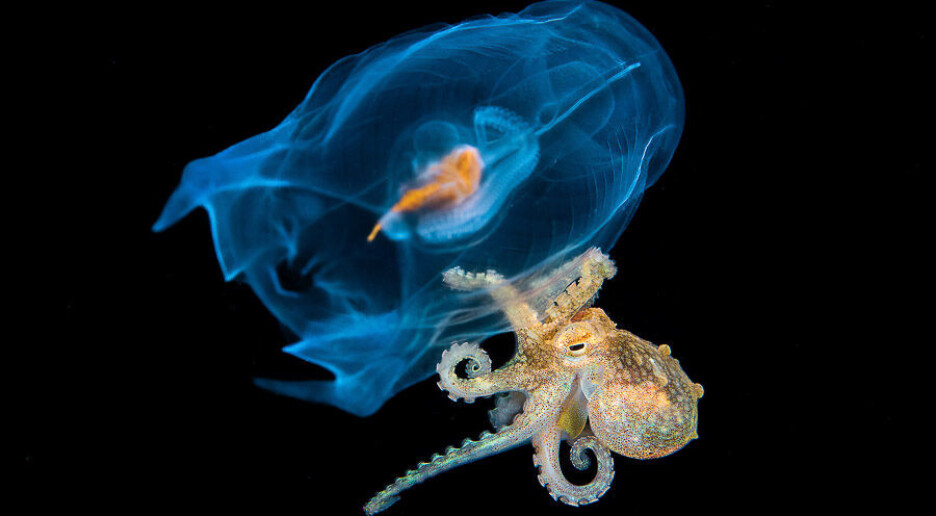 Se hva som skjedde da dyrene møttes under vann