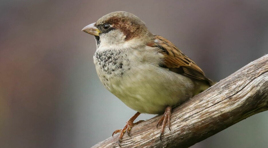 Gråspurven er en av menneskets beste venner