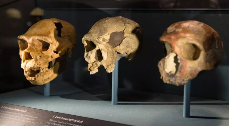 Fossilfunn avslører tidligere ukjente menneskearter med store hoder