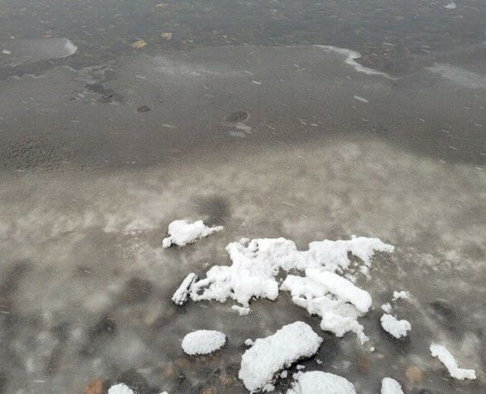 Islegging i ferskvann på senhøsten Nærbilde is. Foto.