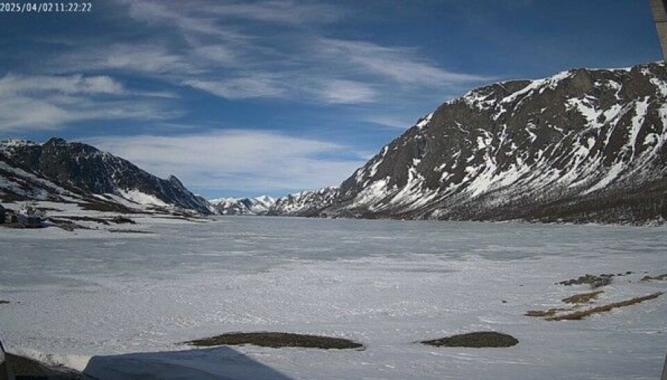 Gjende i Jotunheimen er en av innsjøene som undersøkes i ØKOSTOR. Her er det webkamera som letter planleggingen! Skjermdump fra visitgjende.no som viser at Gjende var isdekt nært utløpet 2. april 2025. Innsjøen Gjende med isdekke. Webkamerafoto.