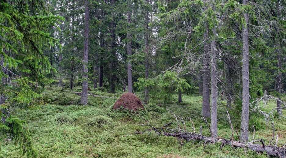 Mulige konsekvenser av mer lukket hogst