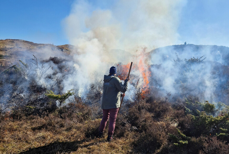 Lyngbrenning på Lygra: Lyngbrenning skaper gode beiter, habitat for spesialiserte arter og reduserer brannfaren i terrenget. Røsslyng trives faktisk ekstra godt etter brann.