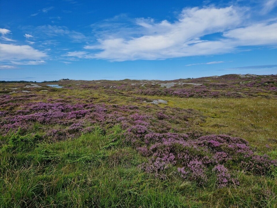 Bildet viser hvor flott kystlyngheia er når røsslyngen er i full blomst i august, her fra ei kystlynghei i bruk ute i Øygarden i 2023.