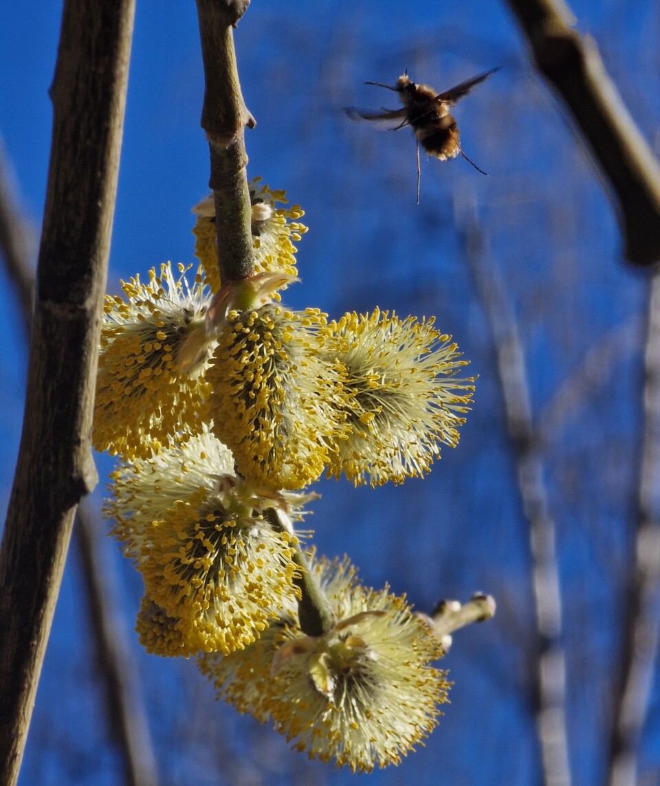 Når selja blomstrar, er sjansen for å treffe på hoggorm god. Under min hoggormsafari fann eg eit yrande liv i denne selja der stor humleflue.