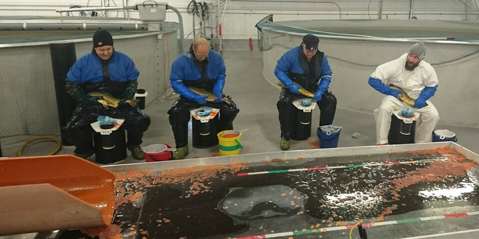 Det går strykende når melken samles for å fryses ned i genbanken på Bjerka: