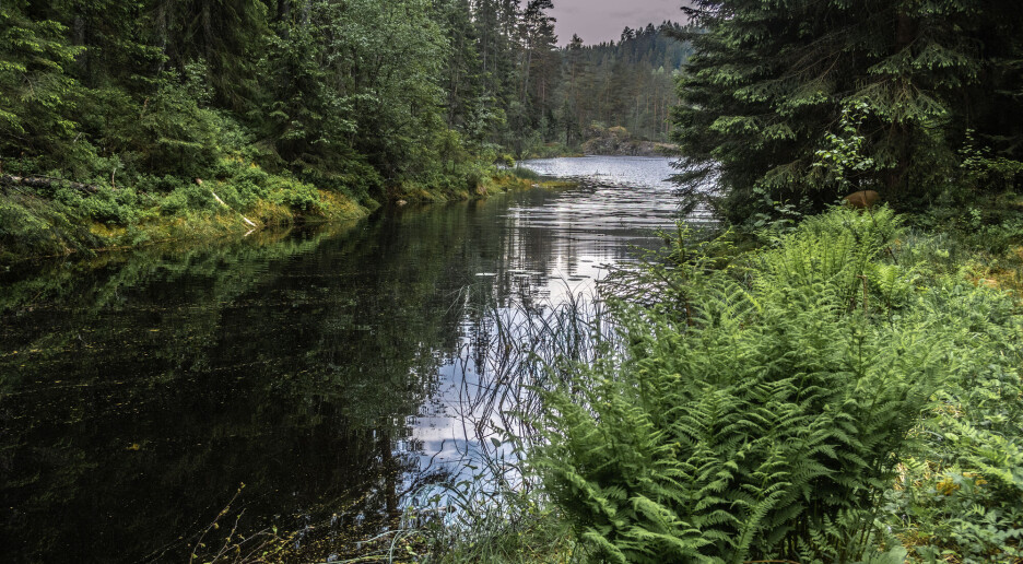 Ny studie: Bare det å se på bilder av natur kan lindre smerte