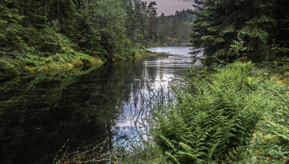 Det å se på natur kan gjøre smerte mindre fremtredende, viser ny forskning.