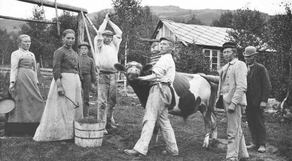 Kan blodet komme tilbake til middagsbordet?