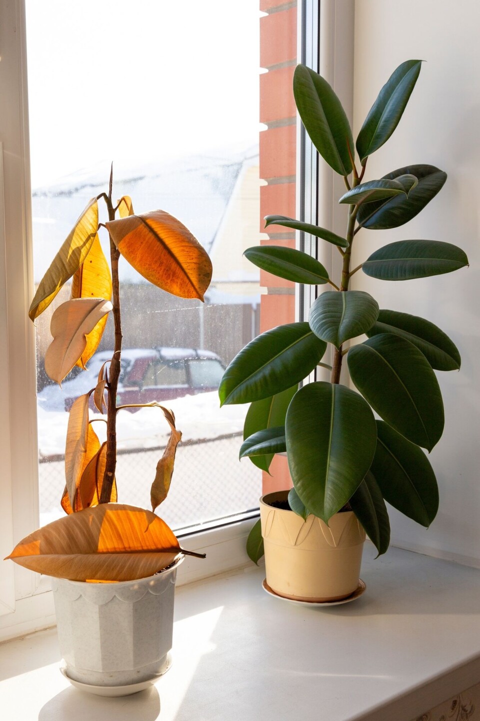 Selv om planter kan tåle stress er det nok lurt å vanne plantene jevnlig. To planter av samme art. Den ene er vissen og den andre grønn og fin.