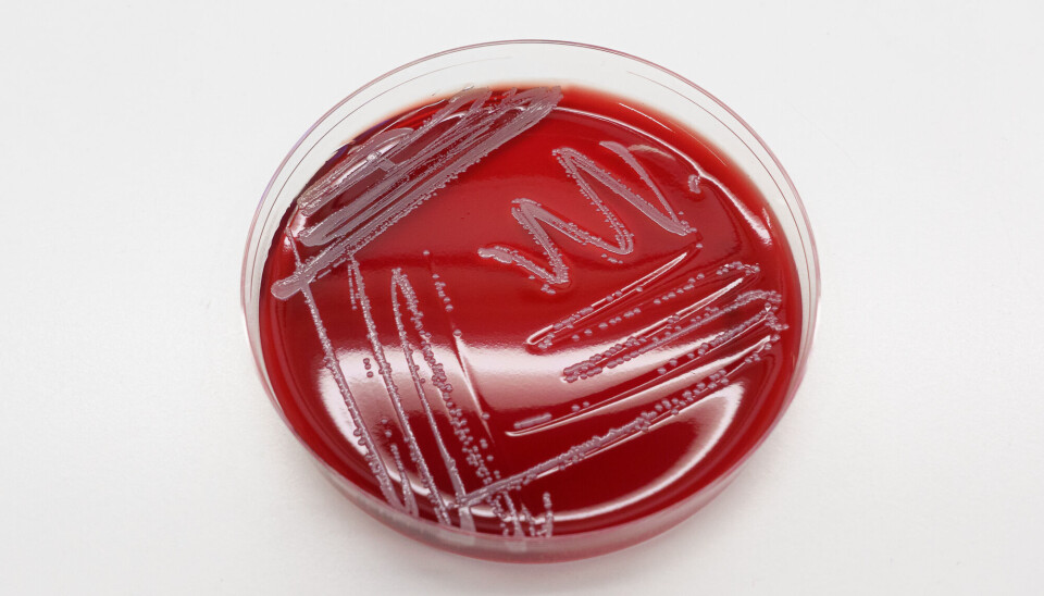 S. borealis is a bacterium that lives on our skin, and researchers have found that it can become a problem when your immune system is weakened.