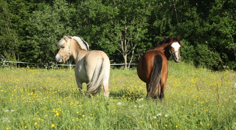 Så mange hester blir smittet av flått: – Det er vanvittig høyt