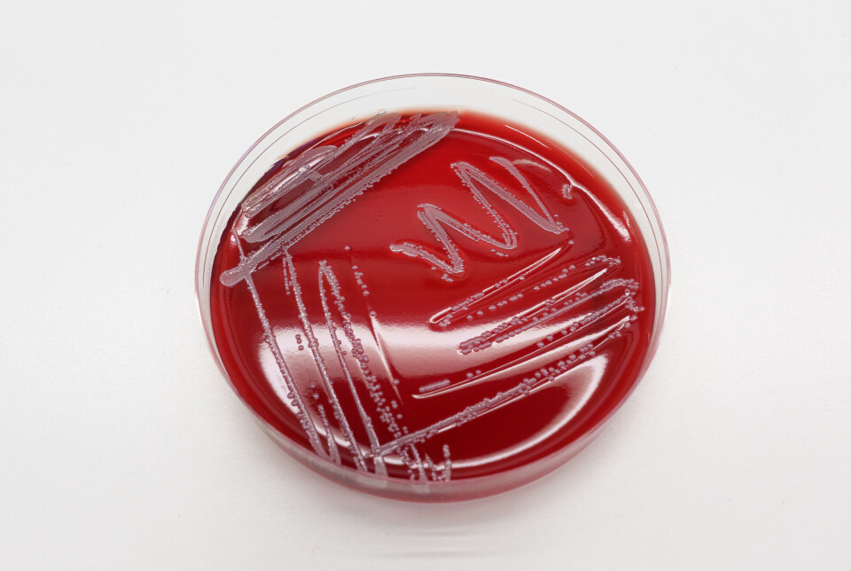 Staphylococcus borealis er en bakterie som lever på huden vår, og forskerne har funnet ut at den kan bli et problem for deg når immunforsvaret ditt er svekket.