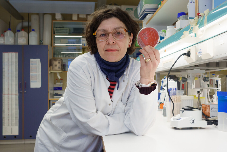 Jorunn Pauline Cavanagh ledet arbeidet med bakterieanalysene.