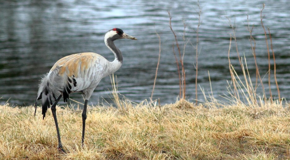 Traner skaper trøbbel for norske bønder