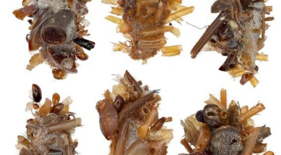 Denne larven kler seg i kroppsdeler fra andre insekter