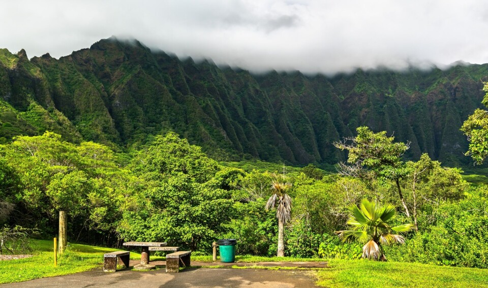 O'ahu. Ett eller annet sted i disse skogkledte fjellene lurer denne larven.