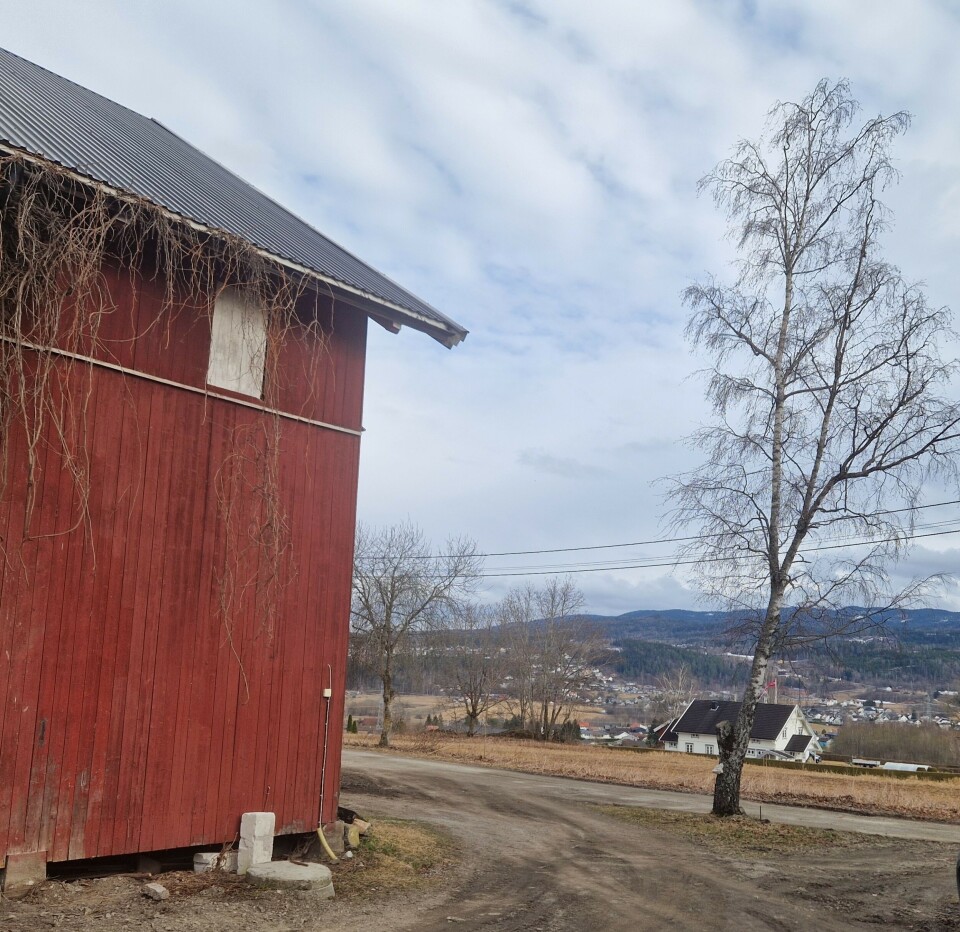Bjørka ble plantet på den tomme graven i 1956, tror familien.
