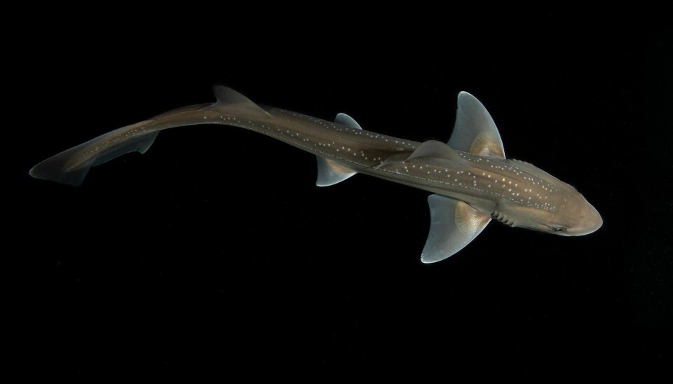 Forskere har for første gang hørt lyden av en rigghai (Mustelus lenticulatus) lager.