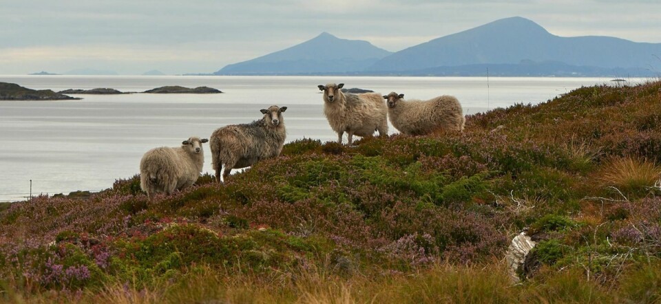 Tett samarbeid med det lokale landbruket er ifølge forskerne helt grunnleggende for å utløse de mange økosystemtjenestene som ligger i kystlyngheia. Ofte er det lokale beitelag som samarbeider om beitebruk og kontrollert brenning av lyngen. Sauer