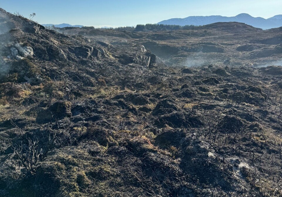 I årene etter at lyngen brennes, åpnes landskapet opp og gir plass til næringsrike gressarter og urter. Det gir gode beiteforhold for husdyr. Brent lyng