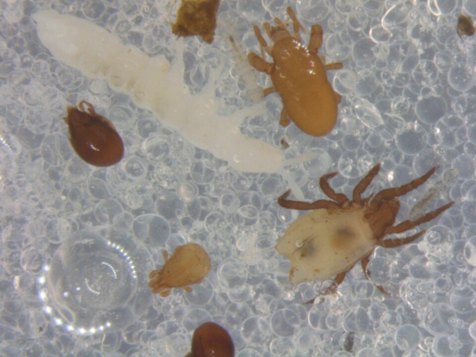 Forskerne fant et yrende liv i lyngheia på Nerlandsøya. På bildet ser vi spretthaler og midd som lever av å bryte ned organisk materiale i jorda. Bitte små dyr