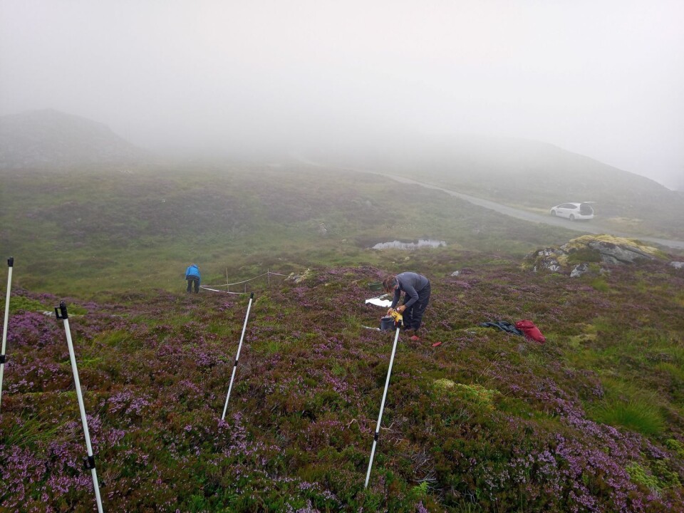 I den modne fasen har lyngen tatt over mesteparten av arealet. Det er ikke mye gress eller urter igjen som kan beites. Likevel er det mange insekter som trives her. Forskere på feltarbeid ute i lyngen