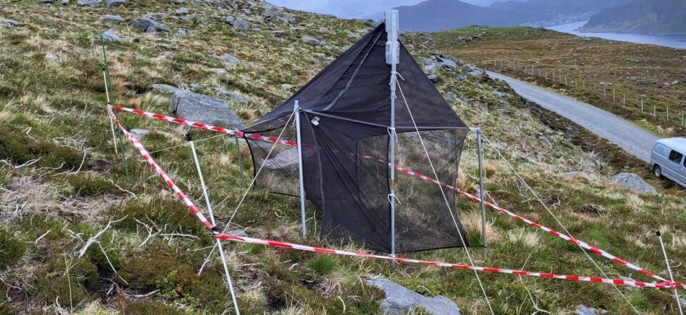 Forskerne satte opp feller for å fange og dokumentere flyvende insekter som lever i et område. Nett ute i felt