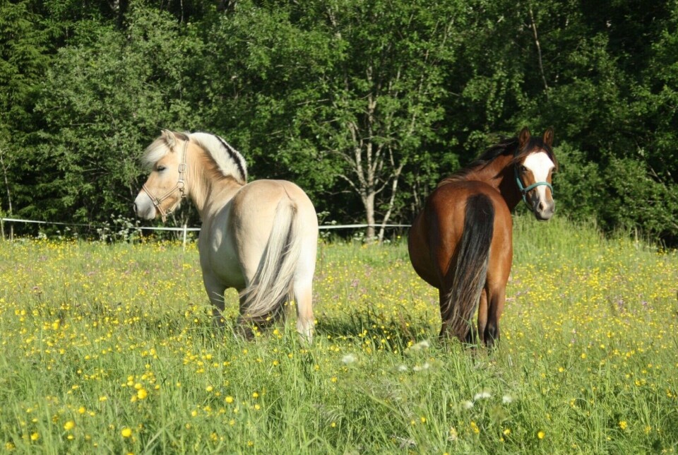 “I would advise horse owners to use tick repellent on their horses and be diligent in checking them regularly,” says Hanne Kloster.