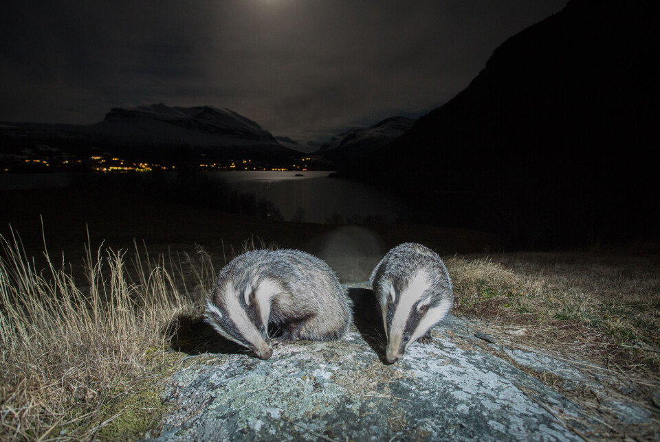 Med sitt avlange hode med brede sorte og hvite striper og kraftige kropp er grevlingen lett gjenkjennelig. Den er norges nest største mårdyr etter jerven.