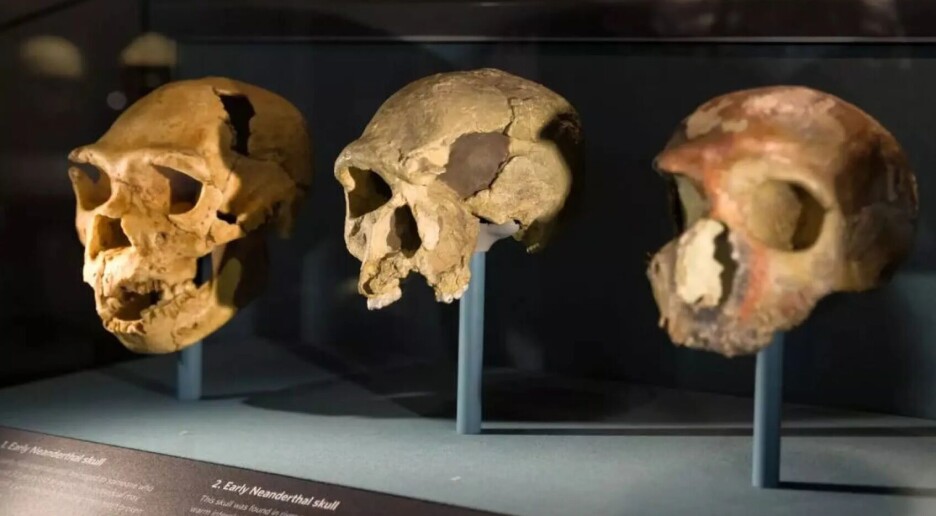 Hudfargens mysterium, dyrenes språk og tidlige mennesker med store hoder