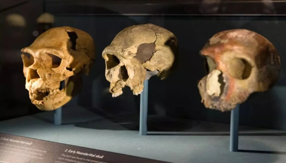 Forskere har oppdaget flere menneskearter opp gjennom årene, blant annet Homo neanderthalensis som er avbildet her. Nå har en ny mulig art, Homo juluensis, blitt lagt til.