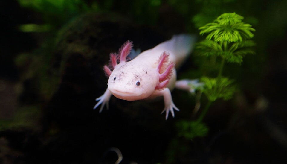 Den lille, tilsynelatende smilende axolotlen ser ut som om den er tatt rett ut av en tegnefilm. Rosa padde med tre ganske lange, duskete, mørkere rosa utvekster på hver side av hodet.