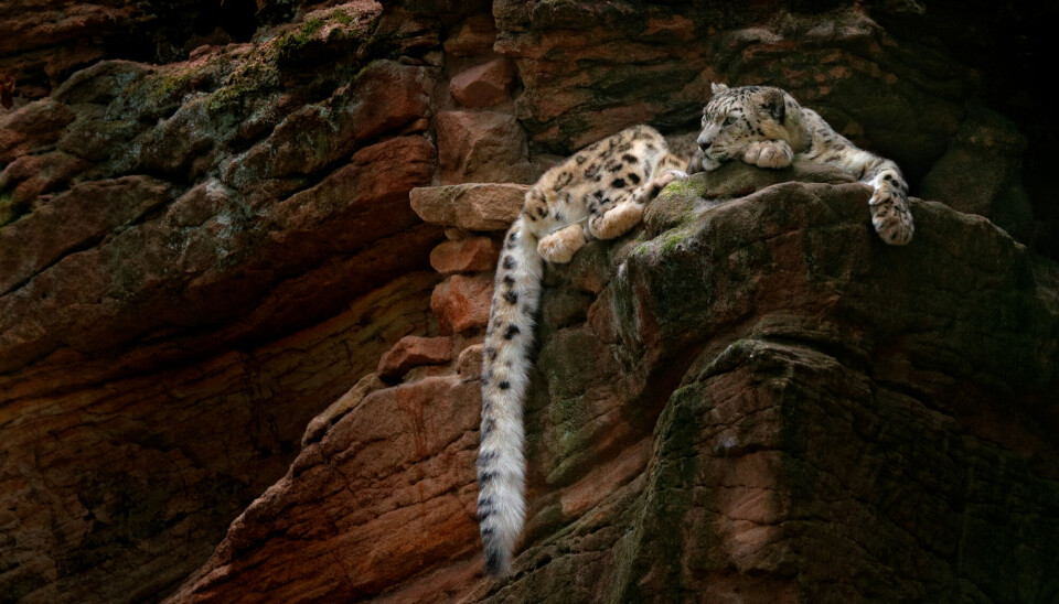 En snøleopard slapper av i Hemis-nasjonalparken i India.