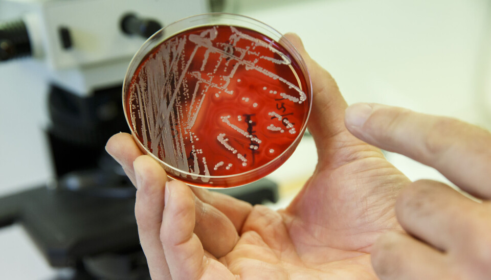 Folkehelseinstituttet er særlig bekymret for utbrudd av antibiotikaresistente bakterier på sykehus og andre helseinstitusjoner. En hånd holder en rund, gjennomsiktig laboratorie-beholder med rødt innhold, der det er streker og prikker i lysere farge.