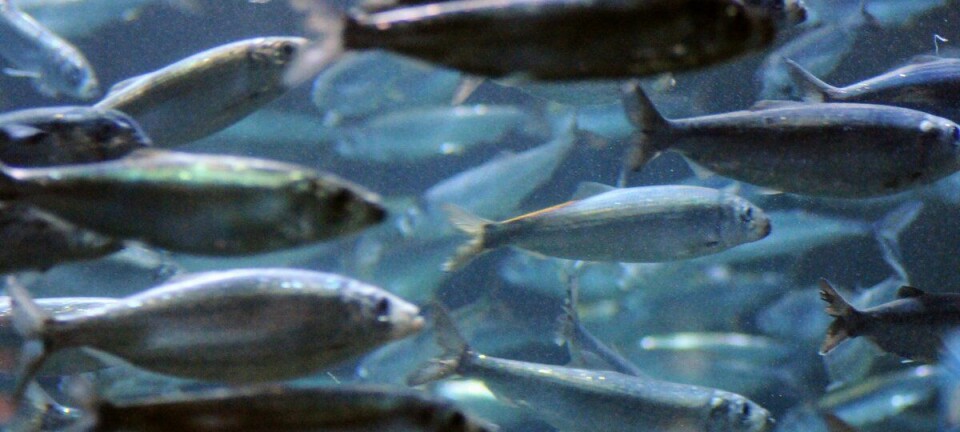 Derfor fikk silda kollektivt hukommelsestap