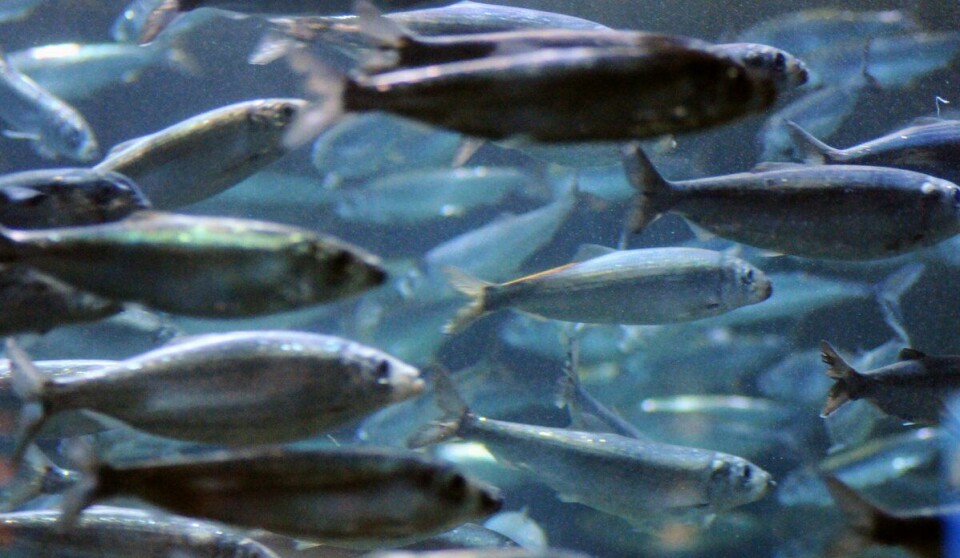 Schooling fish, like herring, are led by experienced individuals. Silestim