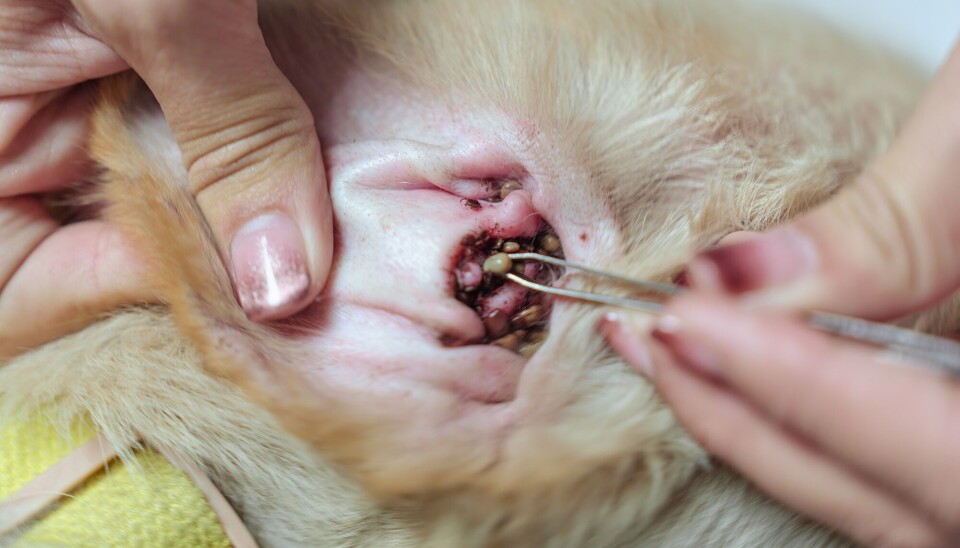 Flått setter seg lett på hunder og katter. Her bruker hundeieren pinsett til å fjerne flåtten fra hundens øre.