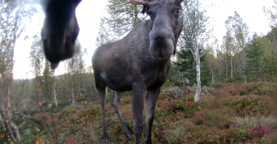 Ei elgku møtte denne unge oksen i Selbu i Trøndelag. Nesen til en elg og en ung elgokse som vender seg mot den andre.