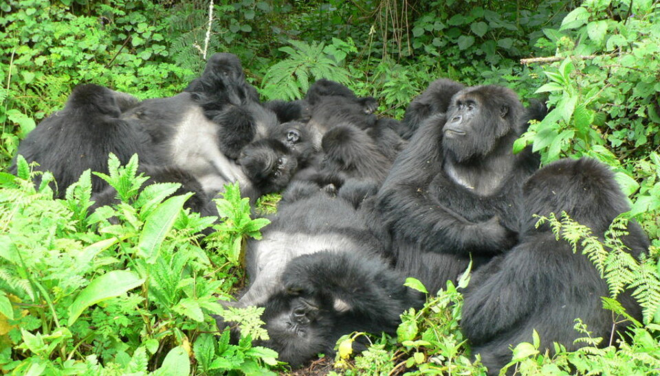 Det er ikke alltid en fordel for gorillaer å ha så mange venner, finner forskere i en ny studie. En flokk med gorillaer slapper av tett i tett i en frodig skog.