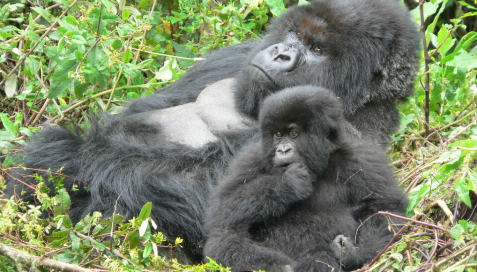 Gorillaen Canstbee sitter sammen med det tre år gamle barnebarnet sitt, Ubwuzu. En stor gorilla sitter tilbakelent med en unge ved siden av.