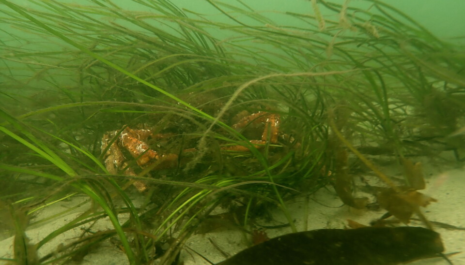 Sjøgress kan danne viktige leveområder for krabber.