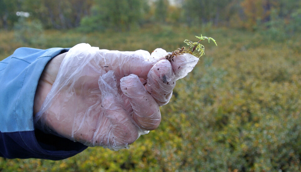 Etasjemoseplante fra Korpfjell 9. Prøvene skulle analyseres for metaller, og det ble derfor brukt plasthansker. Liten etasjemoseplante som holdes i hånd.